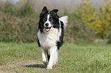 BORDER COLLIE 1407